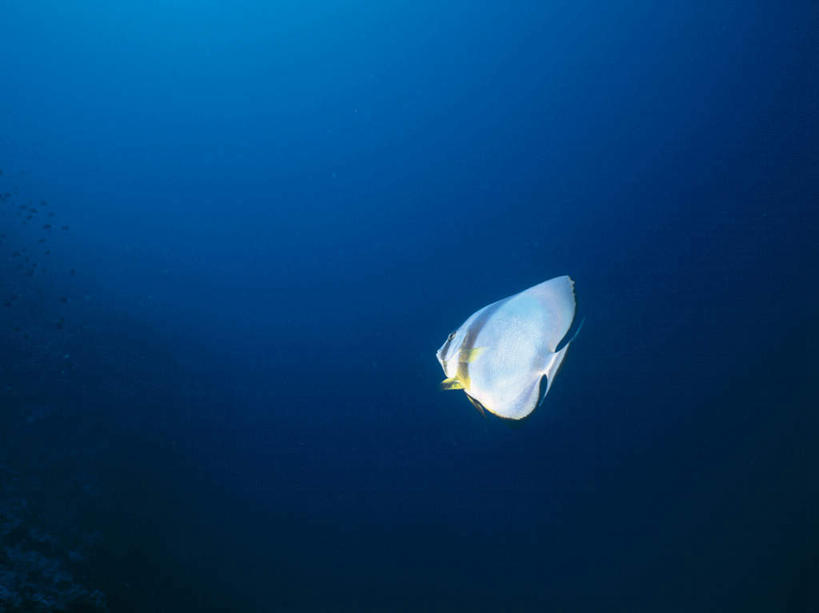 游泳,无人,横图,室外,白天,正面,海底,水下,海浪,海洋,美景,一条,透明,景观,浪花,水底,蓝色,自然,海水,景色,海底世界,蝙蝠鱼,自然风光,海景,安康鱼,蛤蟆鱼,老头鱼,结巴鱼,丑婆,理智,沉静,泅水,鮟鱇,鮟鱇鱼,哈蟆鱼,海哈蟆,琵琶鱼,冷色,高深,冷淡,拍浮,棘茄鱼,大海,风浪,海,海床,海水的波动,近岸浪,涌浪,彩图,全身