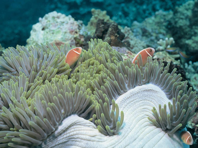 游泳,海鲜,无人,横图,俯视,室外,白天,海底,水下,海浪,海洋,美景,海葵,鱼,景观,浪花,水底,水产,鱼类,海洋生物,无脊椎动物,自然,海水,橙色,景色,海底世界,三条,腔肠动物,雀鲷,自然风光,水生动物,海产品,水生物,海景,海底动物,泅水,拍浮,大海,风浪,海,海床,海水的波动,近岸浪,涌浪,彩图,高角度拍摄,全身,银线小丑