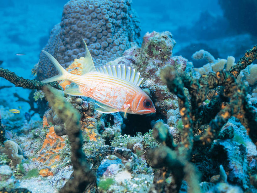 游泳,无人,横图,室外,白天,侧面,海底,水下,海浪,海洋,美景,一条,鱼,珊瑚,景观,浪花,水底,注视,珊瑚礁,鱼类,海洋生物,自然,海水,观察,看,景色,海底世界,观看,察看,关注,自然风光,水生动物,水生物,海景,海底动物,海底礁,观赏鱼,泅水,拍浮,金鳞鱼,大海,风浪,海,海床,海水的波动,礁,近岸浪,岩石,涌浪,彩图,全身