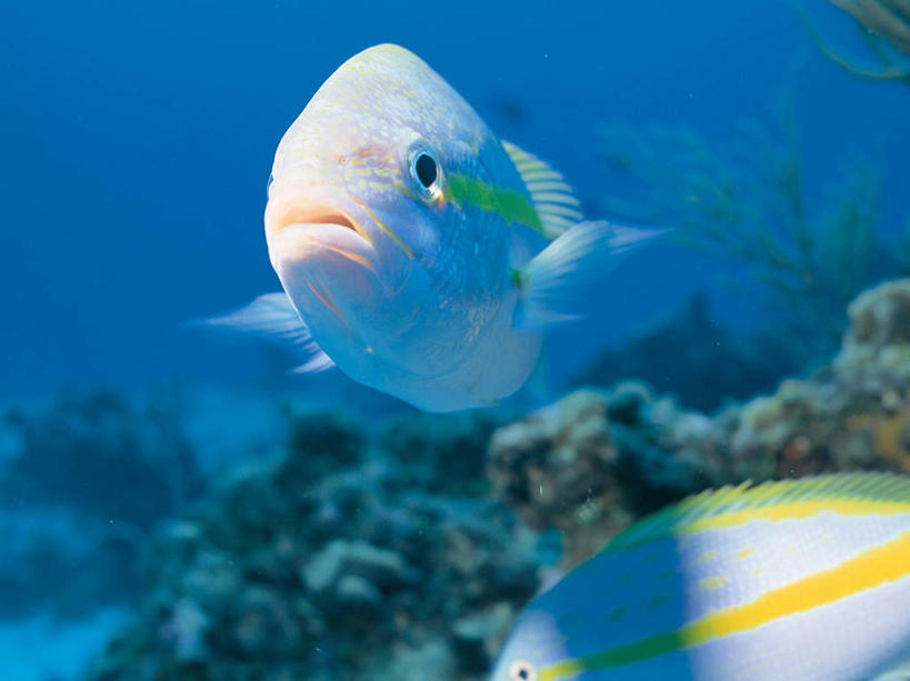 游泳,海鲜,无人,横图,室外,白天,正面,海底,水下,海浪,海洋,礁石,石头,美景,两条,鱼,石子,景观,浪花,水底,注视,水产,鱼类,海洋生物,自然,海水,观察,看,景色,海底世界,观看,察看,关注,自然风光,水生动物,海产品,笛鲷,水生物,海景,海底动物,泅水,拍浮,黄尾笛鲷,大海,风浪,海,海床,海水的波动,礁,近岸浪,石块,岩石,涌浪,半身,彩图