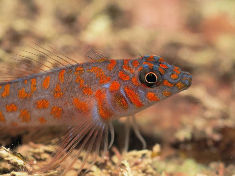 游泳,无人,横图,室外,特写,白天,正面,海底,水下,海浪,海洋,美景,一条,朦胧,模糊,鱼,景观,浪花,水底,注视,鱼类,海洋生物,自然,海水,观察,看,景色,海底世界,观看,察看,关注,自然风光,水生动物,水生物,海景,海底动物,鲇鱼,塘鲺,泅水,拍浮,大海,风浪,海,海床,海水的波动,近岸浪,涌浪,塘虱鱼,塘虱,黏鱼,胡子鲢,半身,彩图