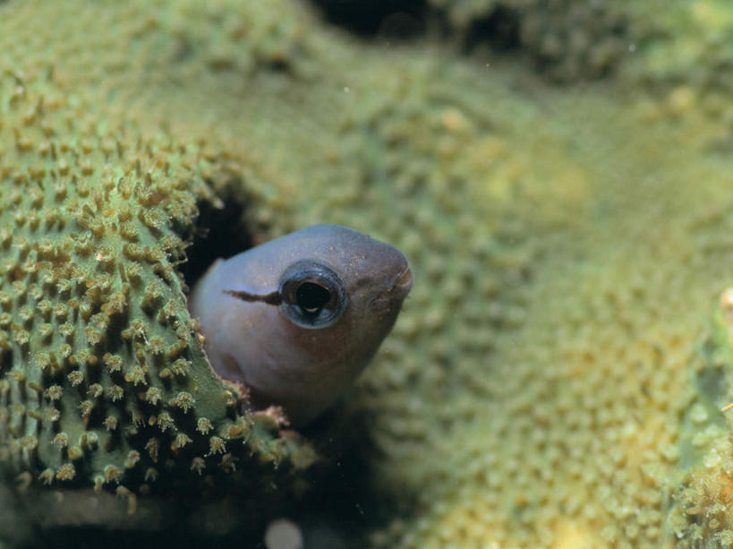 游泳,头,无人,横图,室外,特写,白天,正面,海底,水下,海浪,海洋,美景,一条,朦胧,模糊,鱼,景观,浪花,水底,注视,鱼类,海洋生物,自然,海水,观察,看,景色,海底世界,观看,察看,关注,自然风光,水生动物,水生物,海景,海底动物,鲇鱼,塘鲺,泅水,拍浮,头部,大海,风浪,海,海床,海水的波动,近岸浪,涌浪,塘虱鱼,塘虱,黏鱼,胡子鲢,半身,彩图