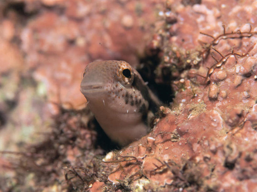 游泳,头,无人,横图,室外,特写,白天,正面,海底,水下,海浪,海洋,美景,一条,朦胧,模糊,鱼,景观,浪花,水底,注视,鱼类,海洋生物,自然,海水,观察,看,景色,海底世界,观看,察看,关注,自然风光,水生动物,水生物,海景,海底动物,鲇鱼,塘鲺,泅水,拍浮,头部,大海,风浪,海,海床,海水的波动,近岸浪,涌浪,塘虱鱼,塘虱,黏鱼,胡子鲢,半身,彩图