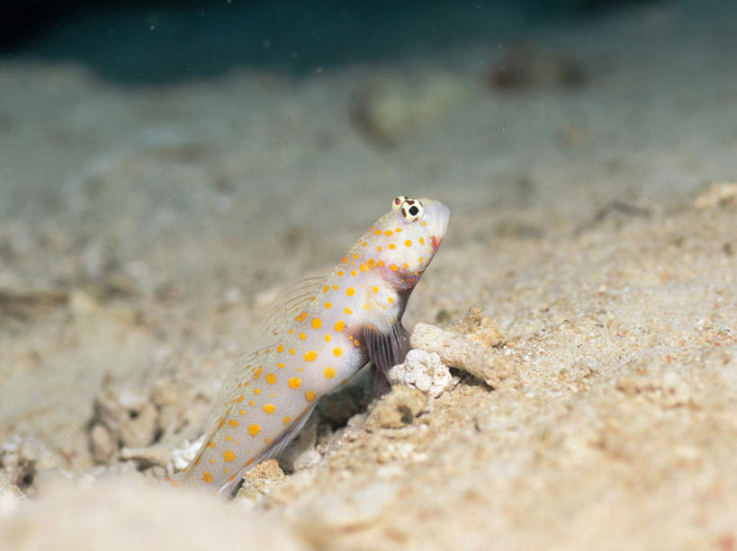 游泳,无人,横图,室外,白天,正面,海底,水下,海浪,海洋,美景,一条,鱼,景观,浪花,水底,注视,鱼类,海洋生物,自然,海水,观察,看,景色,海底世界,观看,察看,关注,自然风光,水生动物,水生物,海景,海底动物,鲇鱼,塘鲺,泅水,拍浮,大海,风浪,海,海床,海水的波动,近岸浪,涌浪,塘虱鱼,塘虱,黏鱼,胡子鲢,半身,彩图