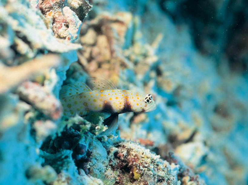 游泳,无人,横图,室外,特写,白天,正面,海底,水下,海浪,海洋,美景,一条,朦胧,模糊,鱼,景观,浪花,水底,注视,鱼类,海洋生物,自然,海水,观察,看,景色,海底世界,观看,察看,关注,自然风光,水生动物,水生物,海景,海底动物,鲇鱼,塘鲺,泅水,拍浮,大海,风浪,海,海床,海水的波动,近岸浪,涌浪,塘虱鱼,塘虱,黏鱼,胡子鲢,半身,彩图