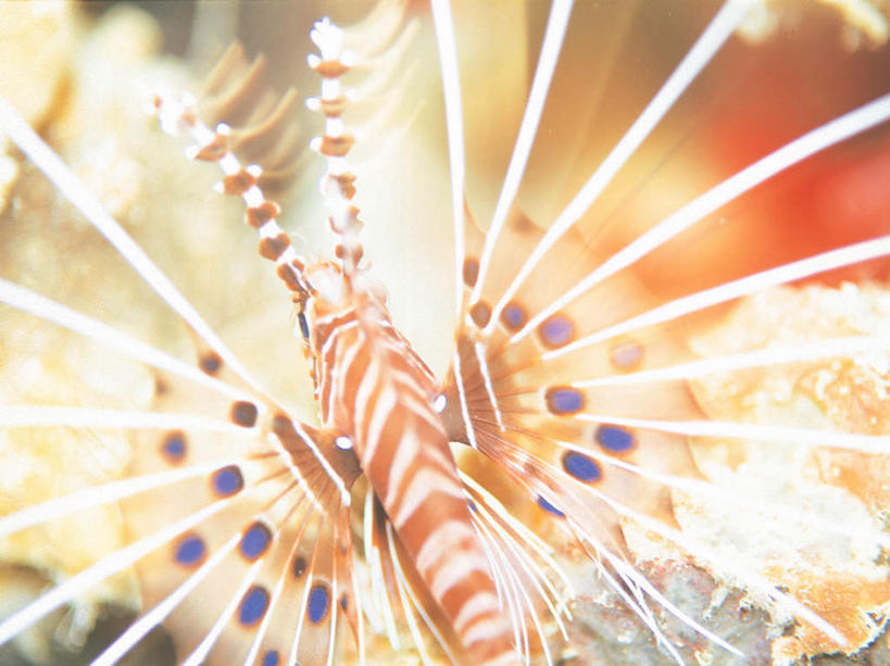 游泳,无人,横图,室外,特写,白天,正面,海底,水下,海浪,海洋,美景,一条,朦胧,模糊,景观,浪花,水底,注视,海洋生物,自然,海水,观察,看,景色,海底世界,观看,狮子鱼,察看,关注,自然风光,水生动物,水生物,海景,海底动物,蓑鲉,泅水,伤害,拍浮,毒物,危险,大海,风浪,海,海床,海水的波动,近岸浪,涌浪,半身,彩图