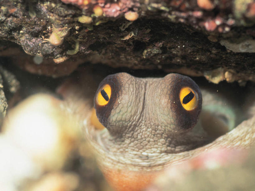 海鲜,无人,横图,室外,特写,白天,正面,海底,水下,海浪,海洋,美景,一条,朦胧,模糊,鱼,景观,浪花,水底,注视,水产,鱼类,海洋生物,自然,海水,观察,看,景色,海底世界,观看,察看,关注,自然风光,水生动物,海产品,水生物,海景,海底动物,魟鱼,魔鬼鱼,蝠鲼,大海,风浪,海,海床,海水的波动,近岸浪,涌浪,半身,彩图