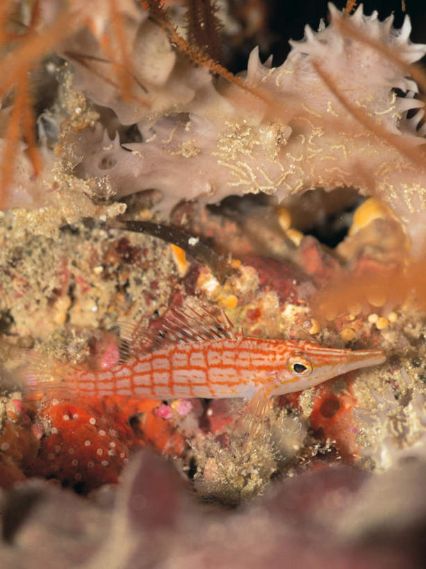 游泳,海鲜,无人,竖图,室外,白天,正面,海底,水下,海浪,海洋,美景,一条,鱼,景观,浪花,水底,注视,水产,鱼类,海洋生物,自然,海水,观察,看,景色,海底世界,观看,雀鲷,察看,关注,自然风光,水生动物,海产品,水生物,海景,海底动物,泅水,拍浮,长嘴鹰,尖吻,尖嘴鹰,尖嘴鹰鲷,大海,风浪,海,海床,海水的波动,近岸浪,涌浪,彩图,全身