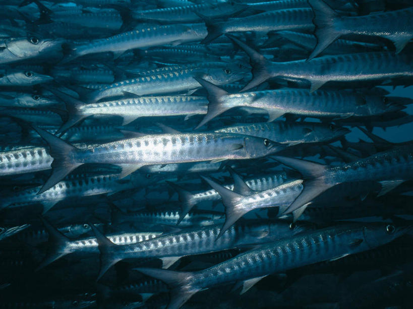 游泳,海鲜,无人,横图,室外,白天,正面,海底,水下,海浪,海洋,美景,一群,许多,透明,鱼,景观,浪花,水底,很多,注视,水产,鱼类,海洋生物,蓝色,自然,海水,观察,看,景色,海底世界,观看,察看,关注,自然风光,水生动物,海产品,水生物,海景,海底动物,梭子鱼,理智,沉静,泅水,海狼鱼,金梭鱼,梭鱼,冷色,高深,冷淡,拍浮,大海,风浪,海,海床,海水的波动,近岸浪,涌浪,半身,彩图,布氏金梭鱼,倒牙魣