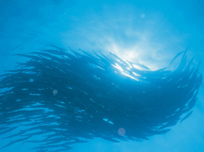 游泳,海鲜,无人,横图,室外,白天,仰视,海底,水下,海浪,海洋,美景,一群,许多,阴影,透明,光线,鱼,影子,景观,浪花,水底,很多,注视,水产,鱼类,海洋生物,蓝色,阳光,自然,海水,观察,看,景色,海底世界,观看,察看,关注,自然风光,水生动物,海产品,水生物,海景,海底动物,梭子鱼,理智,沉静,泅水,海狼鱼,金梭鱼,梭鱼,冷色,高深,冷淡,拍浮,大海,风浪,海,海床,海水的波动,近岸浪,涌浪,彩图,低角度拍摄,全身,布氏金梭鱼,倒牙魣