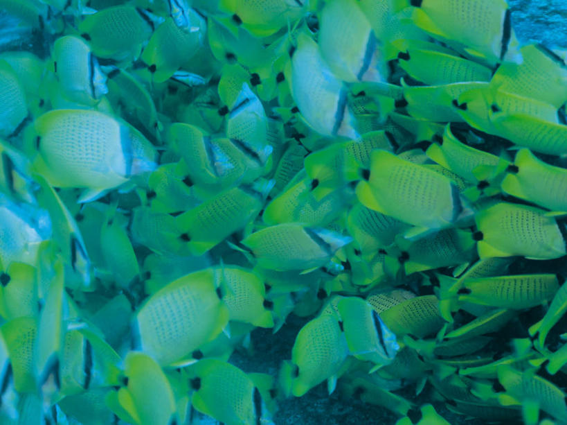 游泳,无人,横图,室外,白天,侧面,海底,水下,海浪,海洋,美景,热带鱼,一群,许多,透明,鱼,景观,浪花,水底,很多,注视,鱼类,海洋生物,蓝色,绿色,自然,海水,观察,看,景色,海底世界,观看,察看,关注,自然风光,水生动物,水生物,蝴蝶鱼,海景,海底动物,理智,沉静,泅水,冷色,高深,冷淡,拍浮,大海,风浪,海,海床,海水的波动,近岸浪,涌浪,半身,彩图,新月蝴蝶鱼,月眉蝶