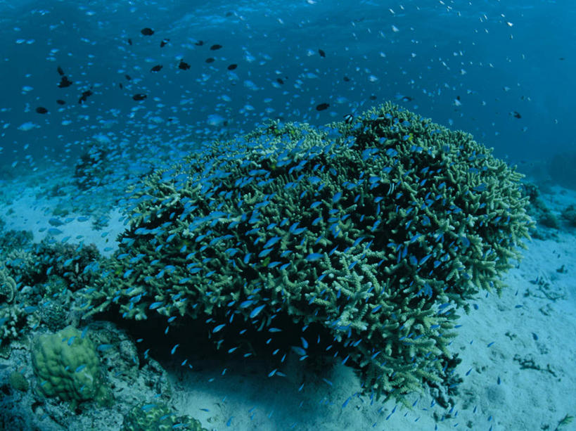 游泳,无人,横图,室外,白天,正面,海底,水下,海浪,海洋,石头,美景,一群,许多,透明,鱼,珊瑚,石子,景观,浪花,水底,很多,注视,珊瑚礁,鱼类,海洋生物,蓝色,自然,海水,观察,看,景色,海底世界,观看,察看,关注,自然风光,水生动物,水生物,海景,海底动物,海底礁,理智,沉静,泅水,冷色,高深,冷淡,拍浮,宝石斑鱼,宝石鲈,宝石鱼,大海,风浪,海,海床,海水的波动,礁,近岸浪,石块,岩石,涌浪,彩图,全身