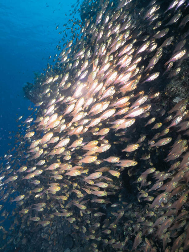 游泳,无人,竖图,室外,白天,正面,海底,水下,海浪,海洋,石头,美景,一群,许多,透明,鱼,珊瑚,石子,景观,浪花,水底,很多,注视,珊瑚礁,鱼类,海洋生物,蓝色,自然,海水,观察,看,景色,海底世界,观看,察看,关注,自然风光,水生动物,水生物,海景,海底动物,海底礁,理智,沉静,泅水,冷色,高深,冷淡,拍浮,宝石斑鱼,宝石鲈,宝石鱼,大海,风浪,海,海床,海水的波动,礁,近岸浪,石块,岩石,涌浪,彩图,全身