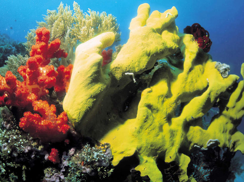 无人,横图,室外,白天,正面,海底,水下,海浪,海洋,美景,珊瑚,景观,浪花,水底,珊瑚礁,海洋生物,无脊椎动物,自然,海水,景色,海底世界,腔肠动物,自然风光,海景,海底礁,珊瑚虫,大海,风浪,海,海床,海水的波动,礁,近岸浪,岩石,涌浪,彩图,全身