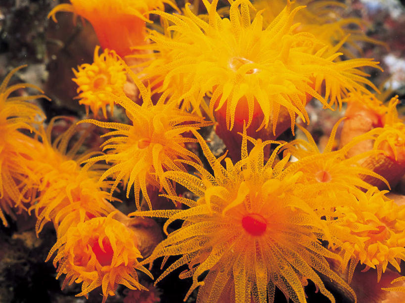 无人,横图,室外,白天,正面,海底,水下,海浪,海洋,美景,海葵,景观,浪花,水底,海洋生物,无脊椎动物,自然,海水,橙色,景色,海底世界,腔肠动物,软珊瑚,自然风光,海景,珊瑚虫,大海,风浪,海,海床,海水的波动,近岸浪,涌浪,彩图,全身