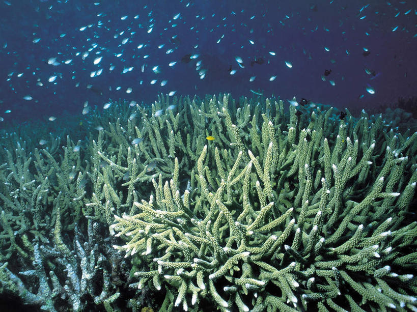 游泳,无人,横图,室外,白天,正面,海底,水下,海浪,海洋,美景,一群,许多,鱼,景观,浪花,水底,很多,鱼类,海洋生物,无脊椎动物,自然,海水,景色,海底世界,腔肠动物,硬珊瑚,自然风光,水生动物,水生物,海景,海底动物,泅水,珊瑚虫,拍浮,大海,风浪,海,海床,海水的波动,近岸浪,涌浪,彩图,全身