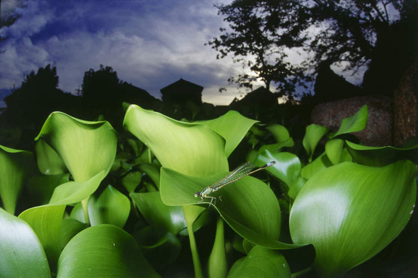 无人,横图,室外,白天,正面,旅游,度假,草地,草坪,美景,植物,叶子,伸展,张开,展翅,阴影,光线,翅膀,蜻蜓,昆虫,影子,景观,云,云朵,绿叶,云彩,停留,娱乐,草,树,树木,一只,蓝色,绿色,白云,蓝天,天空,阳光,自然,动物,天,享受,休闲,嫩叶,景色,放松,生长,晴朗,成长,停止,自然风光,猫猫丁,咪咪洋,蚂螂,河嘻嘻,益虫,水葫芦,张开翅膀,凤眼蓝,凤眼莲,水浮莲,此情不渝,至死不渝,逗留,停顿,展开翅膀,叶,叶片,晴空,彩图,全身