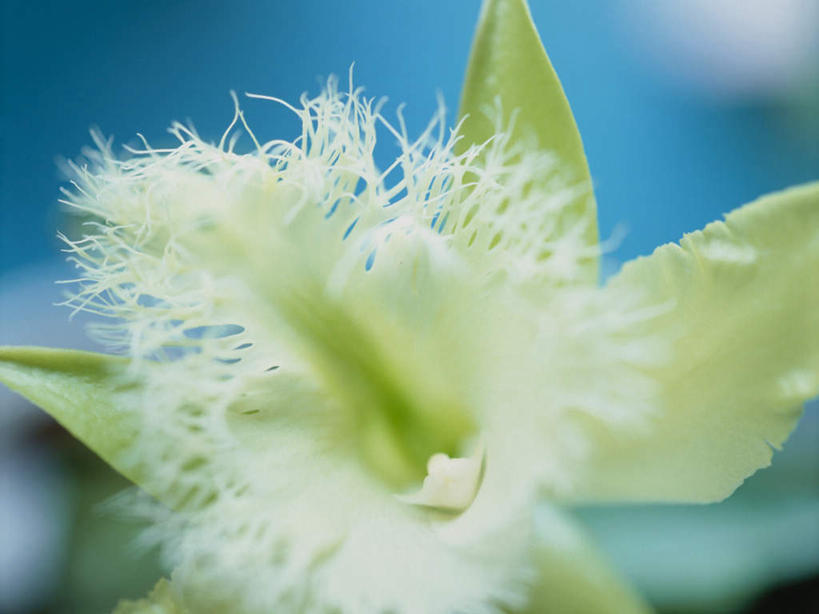 无人,横图,室外,特写,白天,正面,微距,阴影,朦胧,模糊,盛开,光线,影子,花蕾,花,花瓣,花朵,鲜花,一朵,阳光,花苞,花蕊,彩图,微距摄影