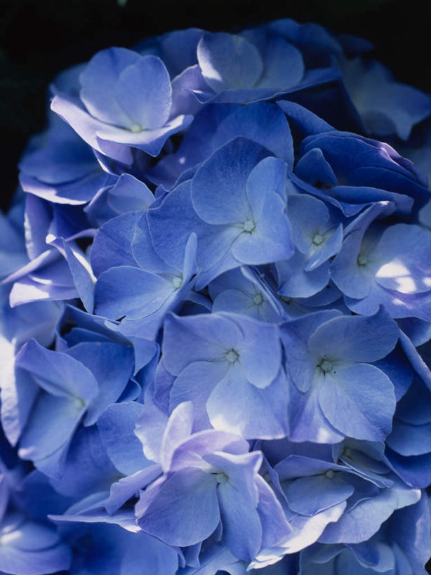 无人,竖图,室外,特写,白天,正面,微距,神秘,美景,阴影,朦胧,模糊,盛开,光线,影子,景观,花蕾,花,花瓣,花朵,鲜花,紫色,阳光,自然,花苞,花蕊,景色,优美,庄重,高贵,消极,自然风光,萝小花,翠雀,冷色,孤寂,大花飞燕草,飞燕草,彩图,微距摄影,奢华