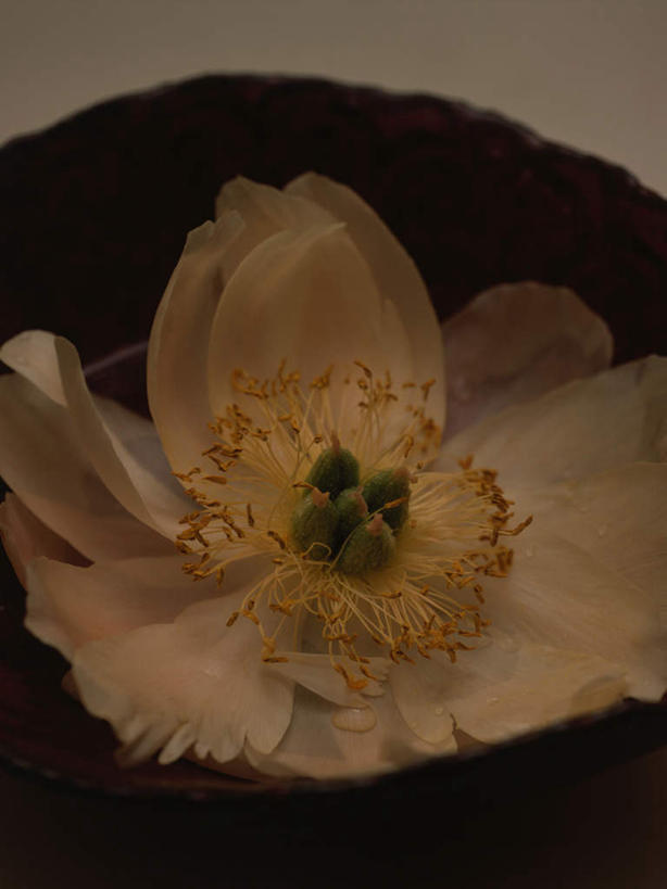 无人,竖图,室外,特写,白天,正面,微距,美景,朦胧,模糊,盛开,景观,花蕾,花,花瓣,花朵,鲜花,自然,花苞,花蕊,景色,自然风光,彩图,微距摄影