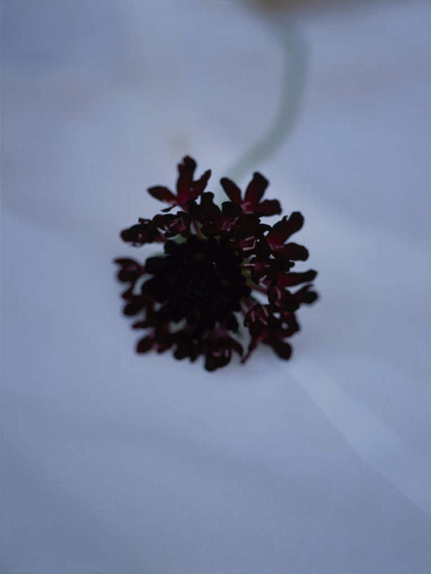 无人,竖图,室内,特写,白天,正面,阴影,盛开,反射,纺织物,影子,花蕾,花,花瓣,花朵,鲜花,一朵,毛巾,花苞,花蕊,清洁,保暖,透气,防水,储水,耐磨,吸水,彩图