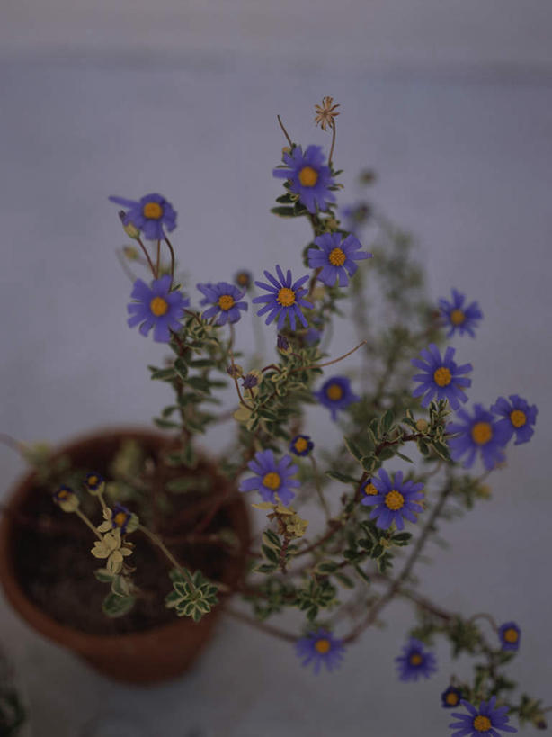 无人,竖图,俯视,室外,特写,白天,美景,植物,勿忘我,许多,盛开,盆栽,景观,盆景,花蕾,花,花瓣,花朵,鲜花,绿色,紫色,自然,花苞,花蕊,景色,生长,成长,自然风光,星辰花,勿忘草,斯太菊,矶松,彩图,高角度拍摄