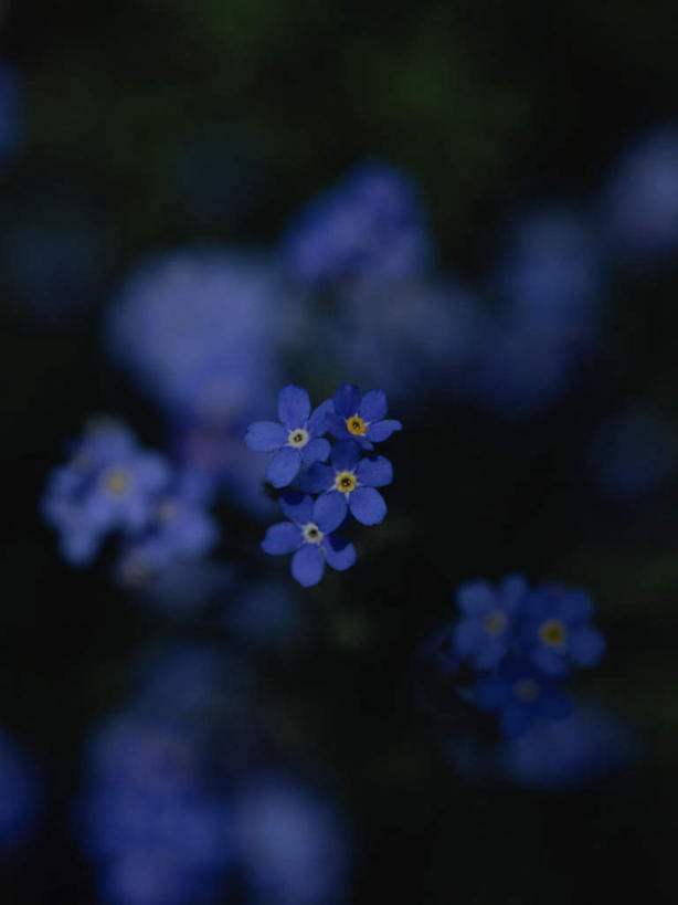 无人,竖图,室外,特写,夜晚,正面,花海,花圃,美景,植物,勿忘我,叶子,朦胧,模糊,盛开,景观,绿叶,花蕾,花,花瓣,花朵,花卉,鲜花,绿色,紫色,自然,花丛,花束,花田,花苞,花蕊,嫩叶,景色,自然风光,叶,叶片,星辰花,勿忘草,斯太菊,矶松,彩图