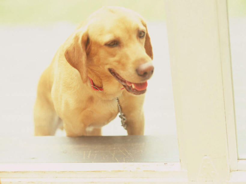 无人,站,笑,微笑,横图,俯视,室外,白天,宠物,狗,阴影,光线,影子,注视,金毛犬,一只,阳光,动物,观察,看,站着,可爱,金毛,观看,察看,金毛猎犬,关注,寻回犬,金毛寻回犬,忠诚,金毛狗,金毛寻回狗,寻回狗,犬,抬头,仰头,站立,彩图,高角度拍摄,全身