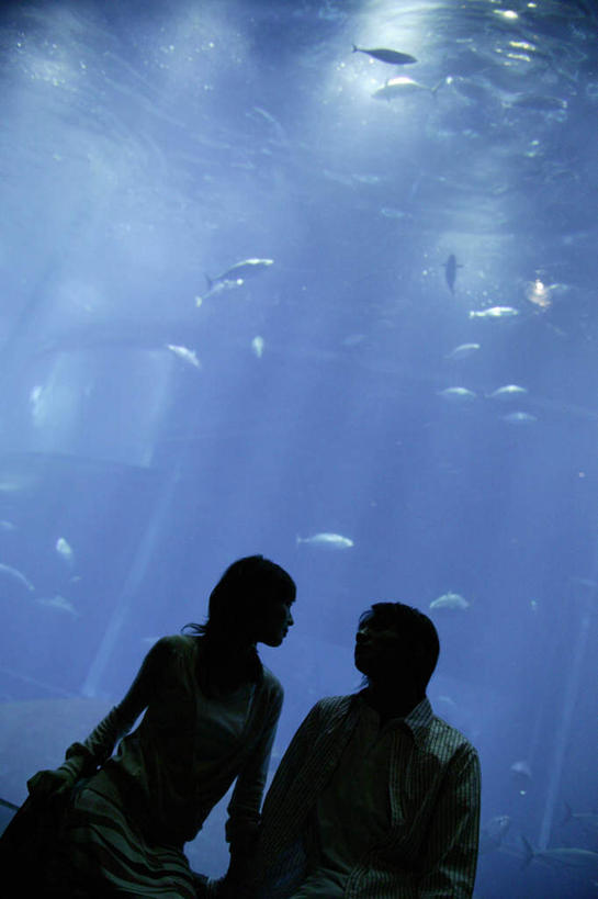 东方人,两个人,站,握手,竖图,室内,白天,仰视,爱情,亚洲,许多,表演,鱼,背光,浪漫,黄种人,鱼类,海洋生物,水族馆,站着,温暖,温馨,展示,恩爱,海底世界,恋人,展览,游动,和睦,饲养,水生动物,水生物,逆光,海底动物,收集,极地海洋世界,男人,男性,年轻男性,年轻女性,女人,女性,亚洲人,情侣,搀手,拉手,手搀手,手拉手,手牵手,手握手,站立,半身,彩图,低角度拍摄,伴侣,融洽
