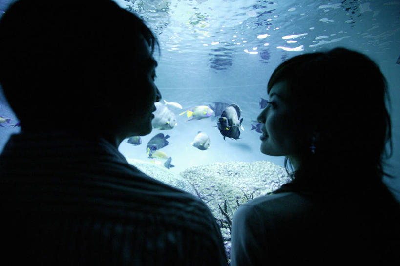 东方人,两个人,站,横图,室内,白天,爱情,亚洲,许多,表演,鱼,背光,浪漫,黄种人,鱼类,海洋生物,水族馆,背面,站着,温暖,温馨,展示,恩爱,海底世界,恋人,展览,游动,和睦,饲养,水生动物,水生物,逆光,海底动物,收集,极地海洋世界,男人,男性,年轻男性,年轻女性,女人,女性,亚洲人,情侣,站立,半身,彩图,伴侣,融洽