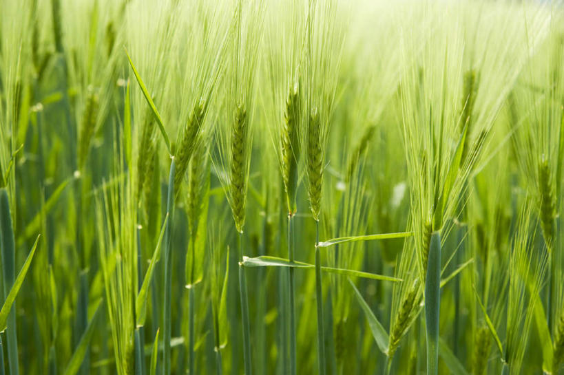 无人,农田,横图,室外,白天,正面,旅游,度假,庄稼,农作物,小麦,美景,朦胧,模糊,景观,谷物,娱乐,自然,享受,休闲,景色,放松,麦子,自然风光,彩图,耕地,庄稼田