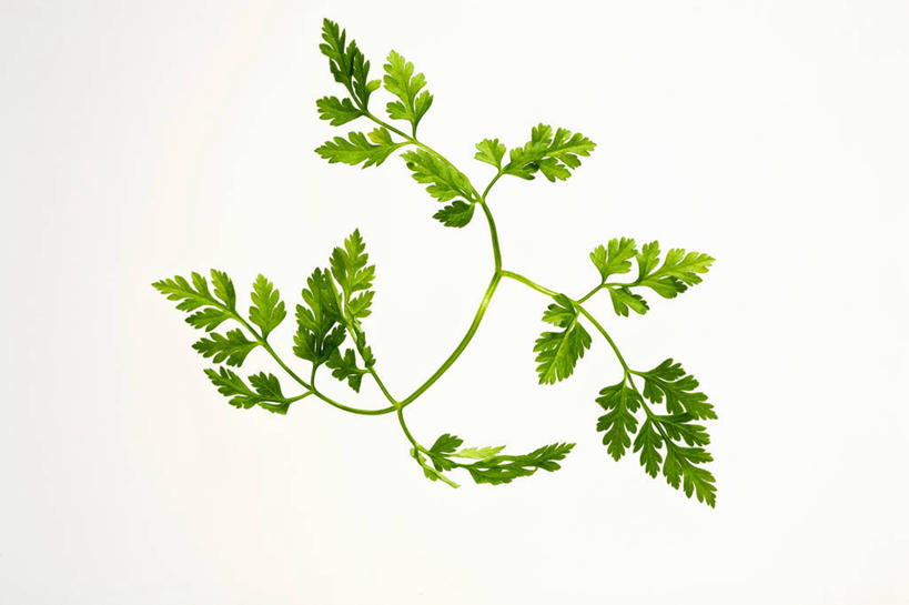 无人,横图,俯视,室内,特写,白天,白色背景,植物,餐桌,桌子,蔬菜,叶子,阴影,新鲜,反射,纹理,影子,食品,绿叶,食物,绿色,嫩叶,摄影,有机食品,绿色食品,影棚,餐台,轮峰菊,肌理,山萝卜,松虫草,紫盆花,叶,叶片,叶脉,彩图,高角度拍摄,影棚拍摄,拍摄