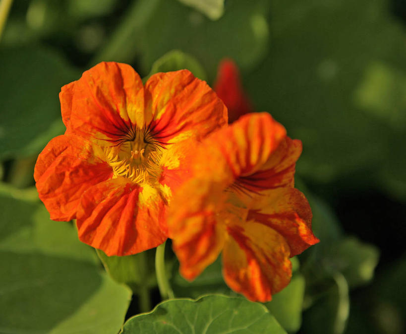 无人,横图,俯视,室外,特写,白天,美景,叶子,德国,欧洲,阴影,朦胧,模糊,盛开,光线,影子,景观,绿叶,花蕾,花,花瓣,花朵,鲜花,两朵,黄色,红色,阳光,自然,花苞,花蕊,嫩叶,景色,西欧,自然风光,旱金莲,金莲花,德意志联邦共和国,寒金莲,旱荷,旱莲花,金钱莲,大红雀,叶,叶片,旱荷花,彩图,高角度拍摄