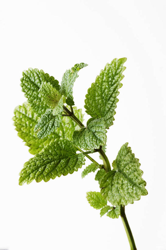 无人,竖图,室内,特写,白天,白色背景,正面,植物,叶子,阴影,反射,影子,调味,香料,佐料,绿叶,草药,药草,中药,嫩叶,摄影,影棚,配料,药材,中草药,蜜蜂花,中药材,本草,作料,鼻血草,叶,叶片,彩图,影棚拍摄,拍摄