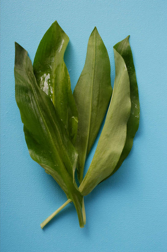 无人,竖图,俯视,室内,特写,白天,桌面,桌子,蔬菜,阴影,蓝色背景,新鲜,反射,木制,影子,食品,食物,绿色,木制品,摄影,有机食品,绿色食品,影棚,熊葱,林地蒜,野蒜菜,彩图,高角度拍摄,影棚拍摄,拍摄