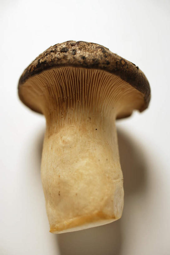 无人,竖图,俯视,室内,特写,白天,白色背景,桌面,桌子,蔬菜,阴影,新鲜,反射,木制,影子,菌菇,蘑菇,食品,鸡腿菇,菌类,食物,一个,木制品,食用菌,摄影,有机食品,绿色食品,影棚,单个,毛头鬼伞,彩图,高角度拍摄,影棚拍摄,拍摄