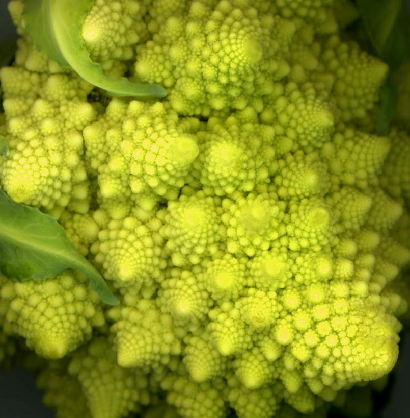 无人,竖图,俯视,室内,特写,白天,餐桌,桌子,蔬菜,阴影,黑色背景,新鲜,反射,影子,花菜,花椰菜,西兰花,食品,食物,一个,绿色,摄影,有机食品,绿色食品,影棚,单个,餐台,椰菜花,罗马花椰菜,青宝塔,甘蓝花,彩图,高角度拍摄,影棚拍摄,拍摄