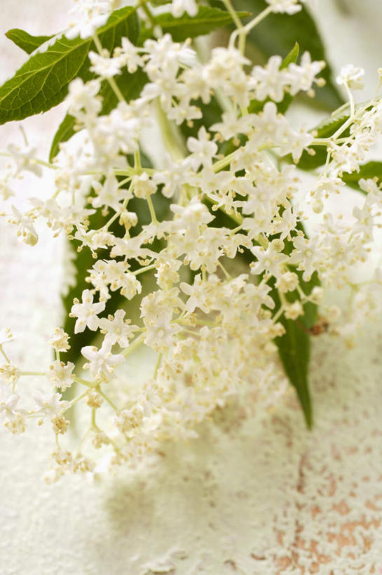 无人,竖图,俯视,室内,特写,白天,白色背景,植物,阴影,盛开,反射,影子,草药,药草,花蕾,中药,花,花瓣,花朵,鲜花,花苞,花蕊,摄影,影棚,药材,中草药,接骨木,中药材,本草,草珊瑚,接骨金粟兰,九节茶,九节风,九节花,肿节风,竹节茶,彩图,高角度拍摄,影棚拍摄,拍摄