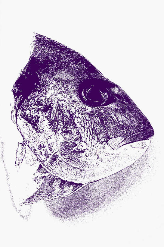 海鲜,无人,竖图,俯视,室内,特写,白天,白色背景,阴影,反射,鱼,影子,肉,鱼肉,鱼头,水产,肉类,鱼类,海洋生物,一个,紫色,摄影,影棚,单个,鲈鱼,水生动物,海产品,水生物,肉食,海底动物,花鲈,鲈板,鲈子鱼,彩图,高角度拍摄,影棚拍摄,拍摄