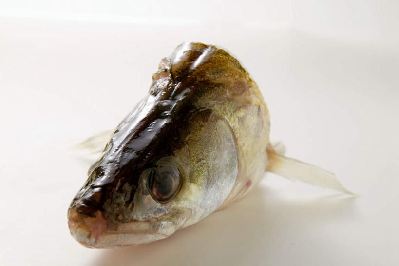 海鲜,头,无人,横图,俯视,室内,特写,白天,白色背景,桌面,桌子,阴影,反射,木制,鱼,影子,肉,鱼肉,鱼头,水产,肉类,鱼类,海洋生物,木制品,摄影,影棚,水生动物,海产品,水生物,肉食,海底动物,头部,半身,彩图,高角度拍摄,影棚拍摄,拍摄