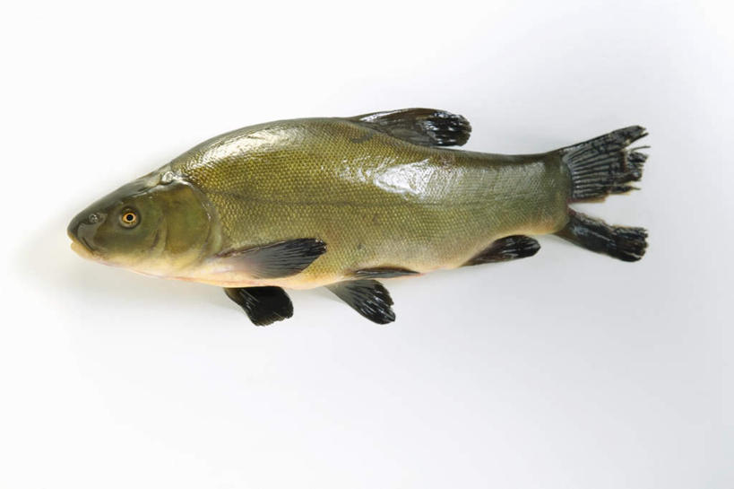 无人,横图,俯视,室内,特写,白天,白色背景,餐桌,桌子,鲤鱼,一条,阴影,反射,鱼,影子,鱼类,摄影,影棚,餐台,鲤子,鲤拐子,彩图,高角度拍摄,全身,影棚拍摄,拍摄