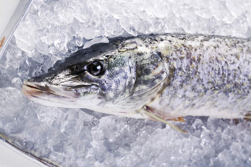 无人,横图,俯视,室内,特写,白天,白色背景,餐桌,桌子,一堆,一条,阴影,堆叠,堆积,反射,鱼,影子,冰,冰块,冷冻,鱼类,寒冷,摄影,影棚,冷藏,餐台,堆,冰冷,白斑狗鱼,保鲜,狗鱼,黑斑狗鱼,半身,彩图,高角度拍摄,影棚拍摄,拍摄