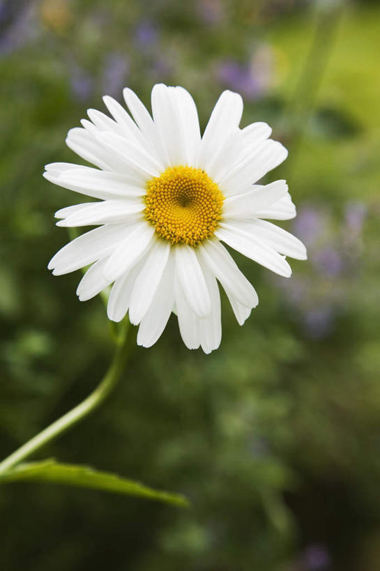 无人,竖图,室外,特写,白天,正面,爱情,花海,花圃,美景,植物,叶子,朦胧,模糊,盛开,景观,茼蒿菊,花蕾,花,花瓣,花朵,花卉,鲜花,绿色,白色,自然,花丛,花束,花田,花苞,花蕊,菊花,景色,吉祥,自然风光,高洁,长寿,蓬蒿菊,怀恋,清净,真情,寿客,秋菊,木春菊,木茼蒿,彩图