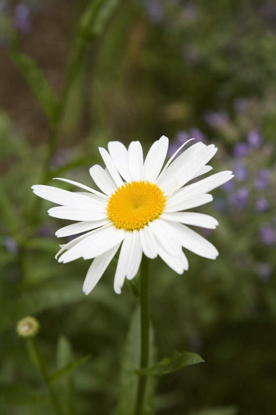 无人,竖图,室外,特写,白天,正面,爱情,花海,花圃,美景,植物,叶子,朦胧,模糊,盛开,景观,茼蒿菊,花蕾,花,花瓣,花朵,花卉,鲜花,绿色,白色,自然,花丛,花束,花田,花苞,花蕊,菊花,景色,吉祥,自然风光,高洁,长寿,蓬蒿菊,怀恋,清净,真情,寿客,秋菊,木春菊,木茼蒿,彩图