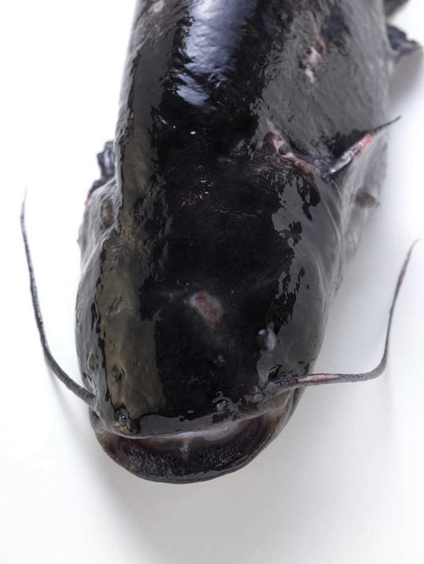 海鲜,无人,竖图,俯视,室内,特写,白天,白色背景,一条,阴影,反射,鱼,影子,水产,鱼类,海洋生物,黑色,摄影,影棚,死亡,水生动物,海产品,水生物,海底动物,鲇鱼,塘鲺,殒命,灭亡,塘虱鱼,塘虱,黏鱼,胡子鲢,半身,彩图,高角度拍摄,影棚拍摄,拍摄