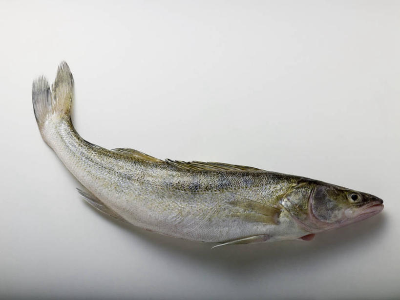 无人,横图,俯视,室内,特写,白天,白色背景,餐桌,桌子,一条,阴影,反射,鱼,影子,水产,鱼类,摄影,影棚,餐台,鲈鱼,水生动物,水生物,梭鲈,小狗鱼,彩图,高角度拍摄,全身,影棚拍摄,拍摄