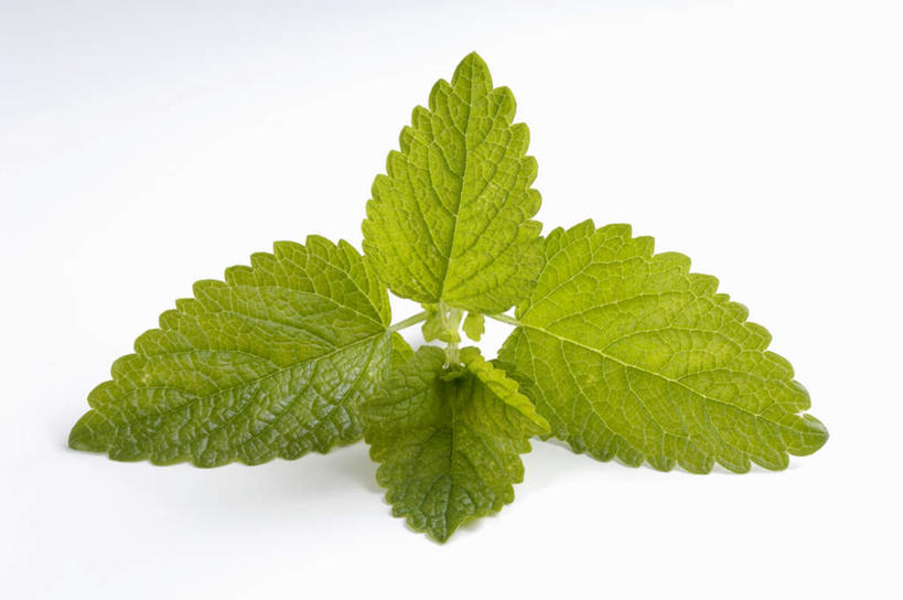 无人,横图,俯视,室内,特写,白天,白色背景,植物,桌面,桌子,叶子,阴影,反射,木制,影子,绿叶,草药,药草,中药,木制品,嫩叶,摄影,影棚,药材,中草药,蜜蜂花,中药材,本草,鼻血草,叶,叶片,彩图,高角度拍摄,影棚拍摄,拍摄