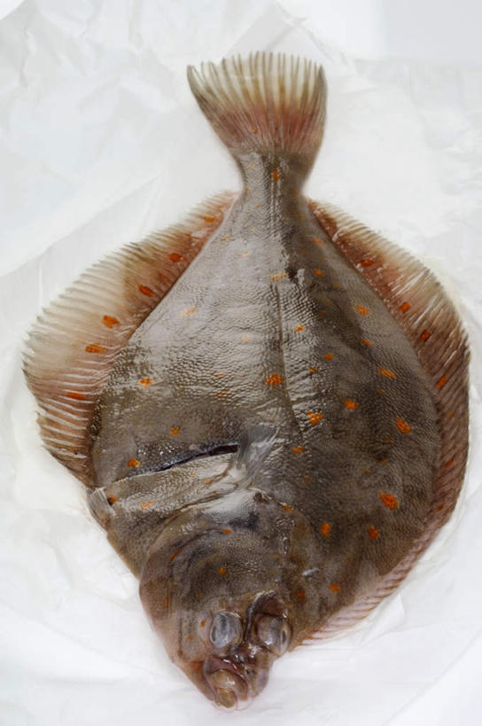 海鲜,无人,竖图,俯视,室内,特写,白天,白色背景,餐桌,桌子,比目鱼,一条,阴影,反射,鱼,影子,水产,海洋生物,摄影,影棚,餐台,水生动物,海产品,水生物,海底动物,鲽鱼,彩图,高角度拍摄,全身,影棚拍摄,拍摄