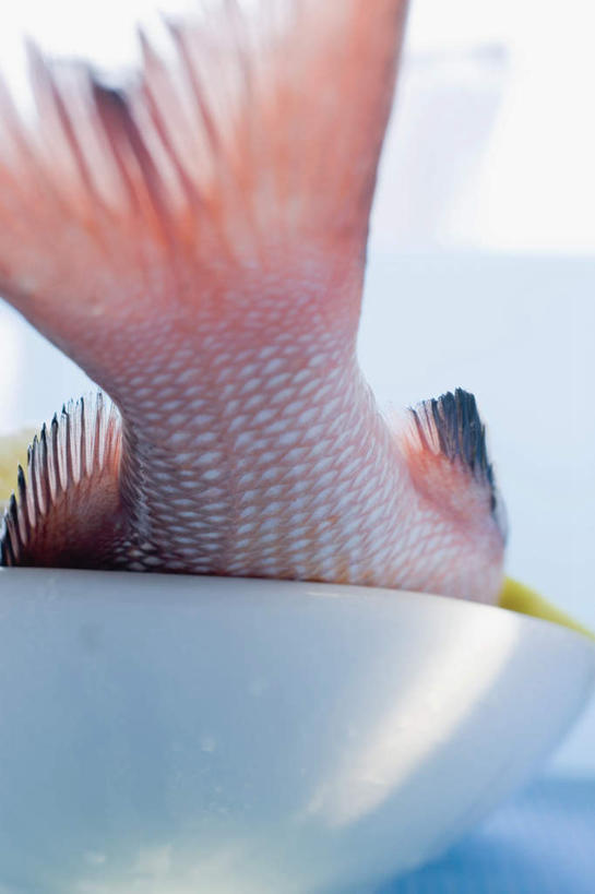 无人,竖图,室内,特写,白天,正面,餐桌,桌子,一条,阴影,朦胧,模糊,反射,影子,陶瓷,陶瓷制品,鲷鱼,一个,容器,碗,单个,餐台,储藏,鲷,加吉鱼,铜盆鱼,储存,红笛鲷,鱼尾,班加吉,加真鲷,大红鱼,赤鳍笛鲷,红鳍笛鲷,红鱼,半身,彩图,贮存