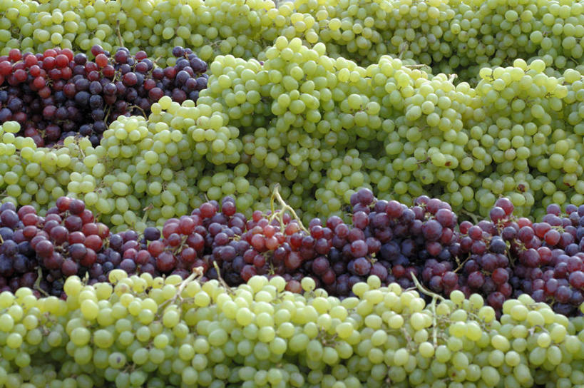 无人,横图,俯视,室外,特写,白天,葡萄,水果,一排,许多,新鲜,整齐,生食,食品,果实,很多,食物,排列,红色,绿色,有机食品,绿色食品,队列,山葫芦,蒲桃,草龙珠,彩图,高角度拍摄